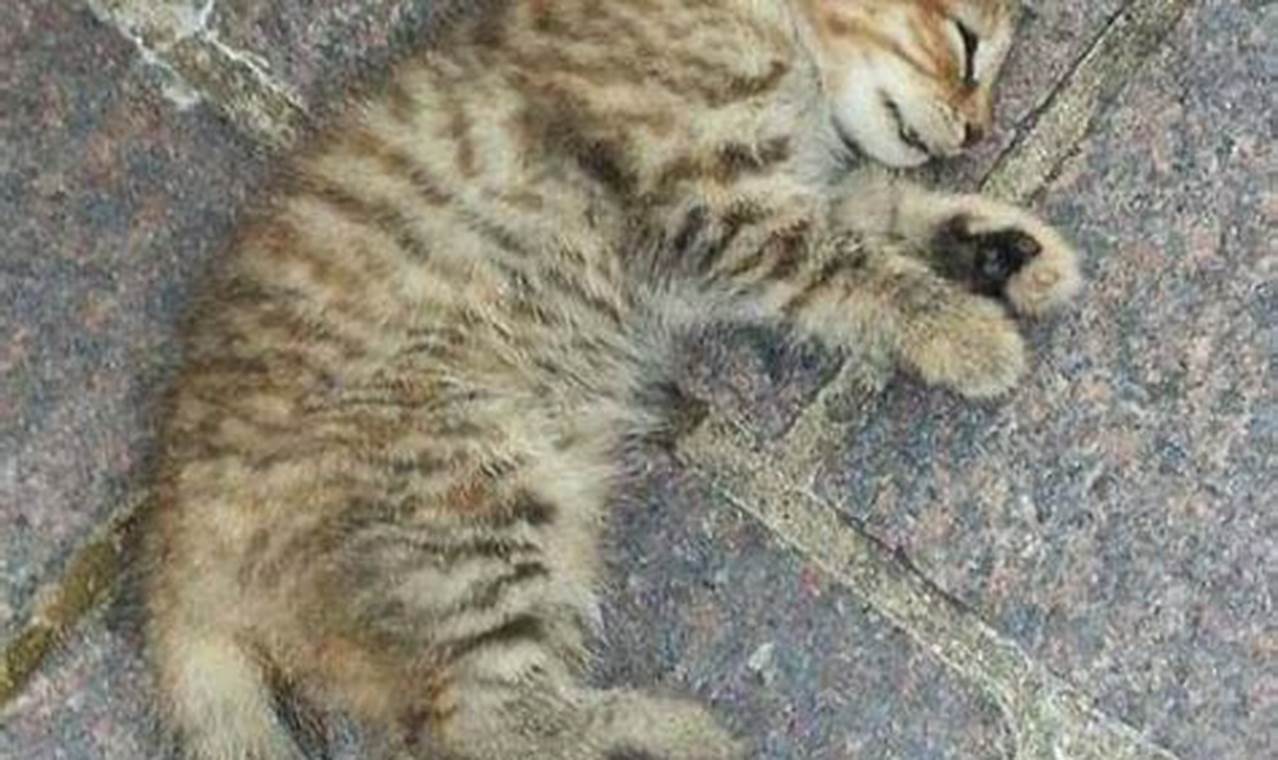 Cara Mengatasi Kucing Muntah Cara Mengatasi Kucing Muntah